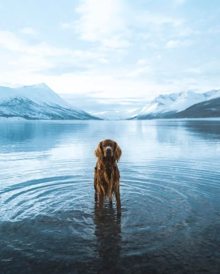 This Human And Dog Love Hiking Together In The Norwegian Wilderness, And Their Pics Are Absolutely Epic