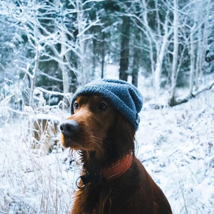 This Human And Dog Love Hiking Together In The Norwegian Wilderness, And Their Pics Are Absolutely Epic