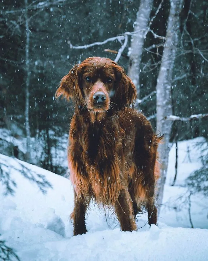 This Human And Dog Love Hiking Together In The Norwegian Wilderness, And Their Pics Are Absolutely Epic