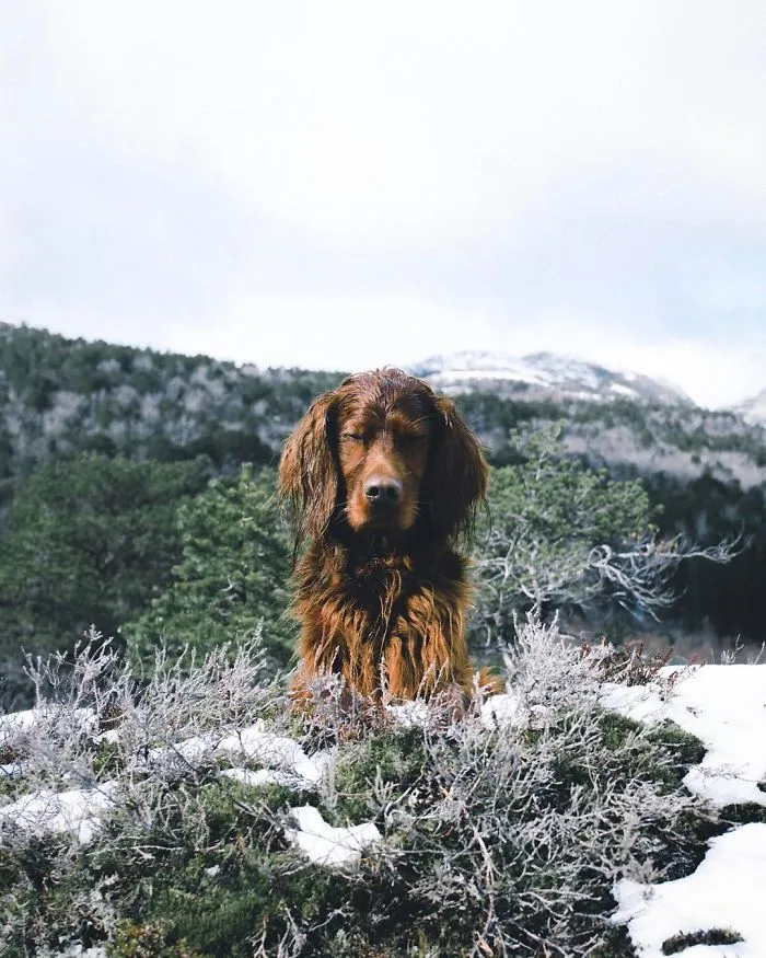 This Human And Dog Love Hiking Together In The Norwegian Wilderness, And Their Pics Are Absolutely Epic