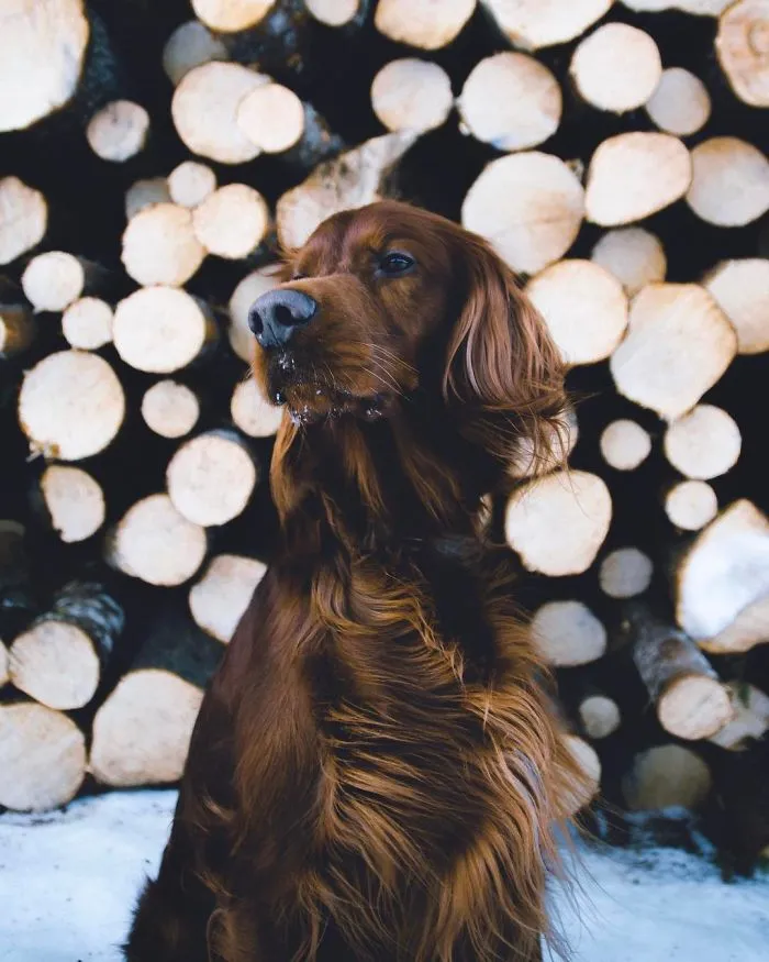 This Human And Dog Love Hiking Together In The Norwegian Wilderness, And Their Pics Are Absolutely Epic