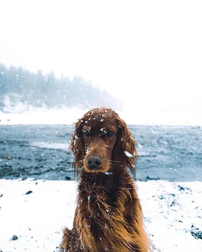 This Human And Dog Love Hiking Together In The Norwegian Wilderness, And Their Pics Are Absolutely Epic