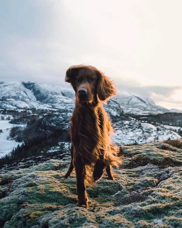 This Human And Dog Love Hiking Together In The Norwegian Wilderness, And Their Pics Are Absolutely Epic
