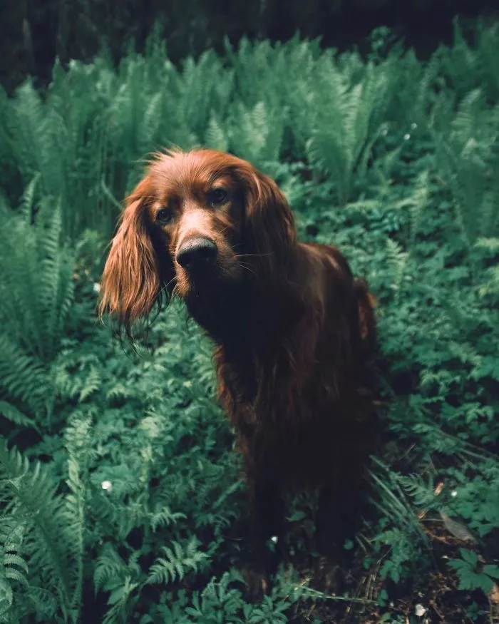 This Human And Dog Love Hiking Together In The Norwegian Wilderness, And Their Pics Are Absolutely Epic