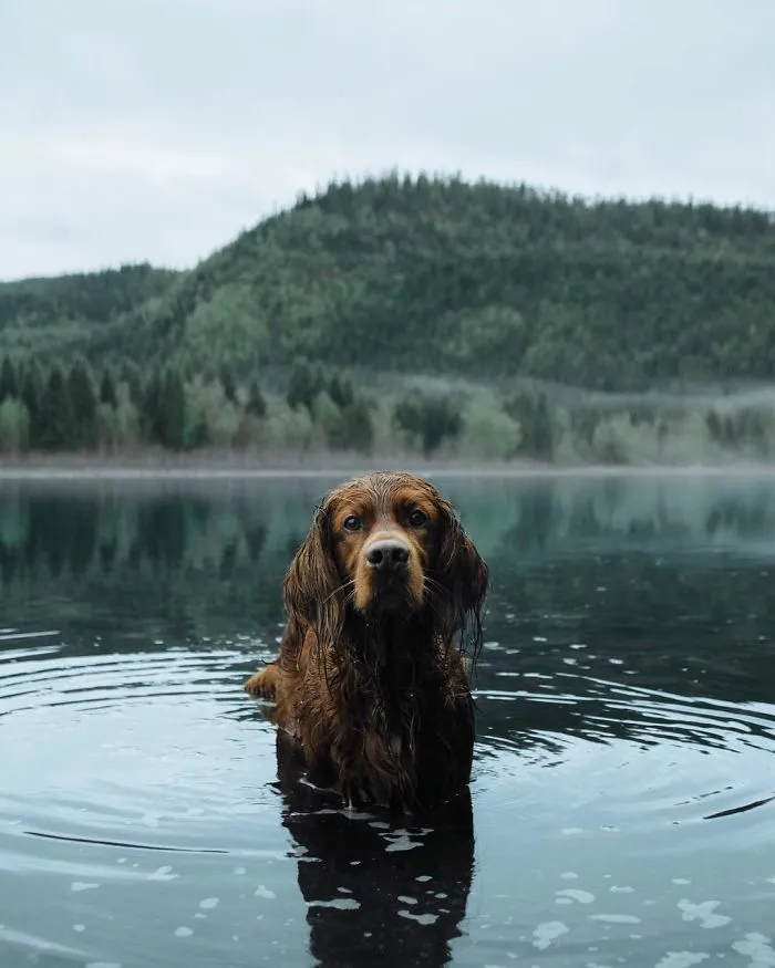 This Human And Dog Love Hiking Together In The Norwegian Wilderness, And Their Pics Are Absolutely Epic