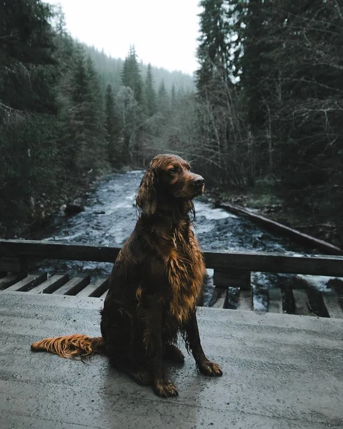 This Human And Dog Love Hiking Together In The Norwegian Wilderness, And Their Pics Are Absolutely Epic