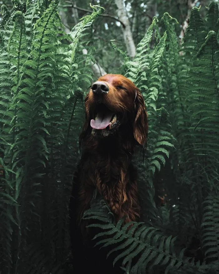 This Human And Dog Love Hiking Together In The Norwegian Wilderness, And Their Pics Are Absolutely Epic