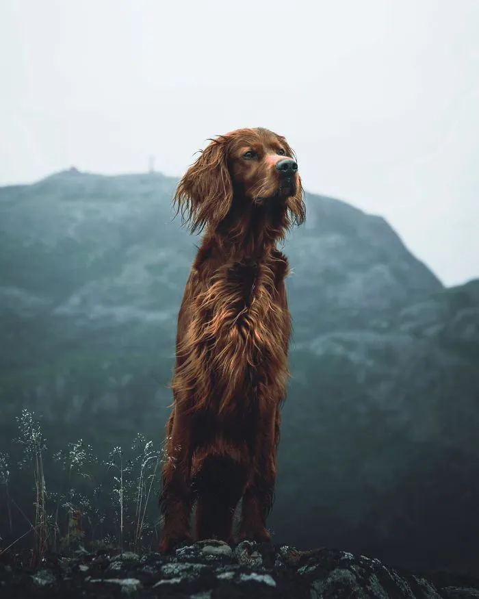This Human And Dog Love Hiking Together In The Norwegian Wilderness, And Their Pics Are Absolutely Epic