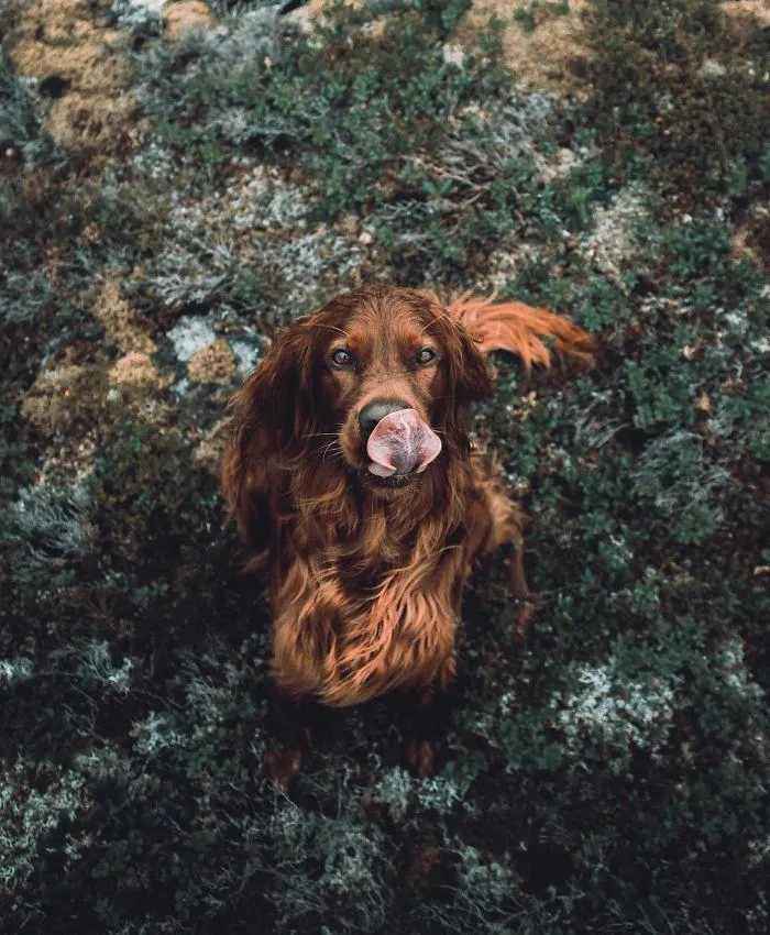 This Human And Dog Love Hiking Together In The Norwegian Wilderness, And Their Pics Are Absolutely Epic