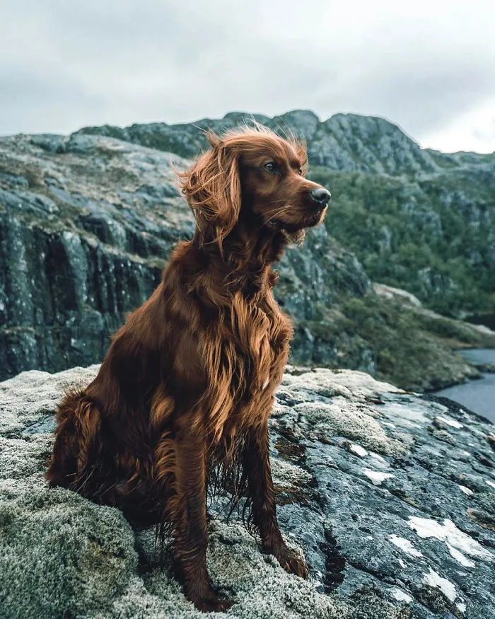This Human And Dog Love Hiking Together In The Norwegian Wilderness, And Their Pics Are Absolutely Epic