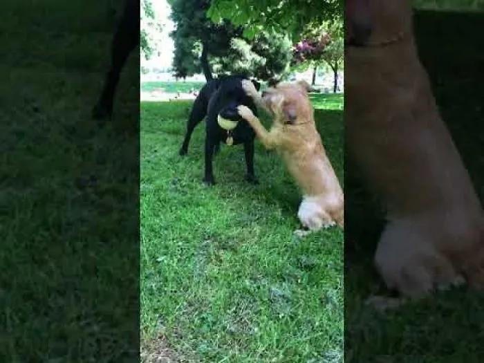 My Dog Ruby Really Wants That Ball