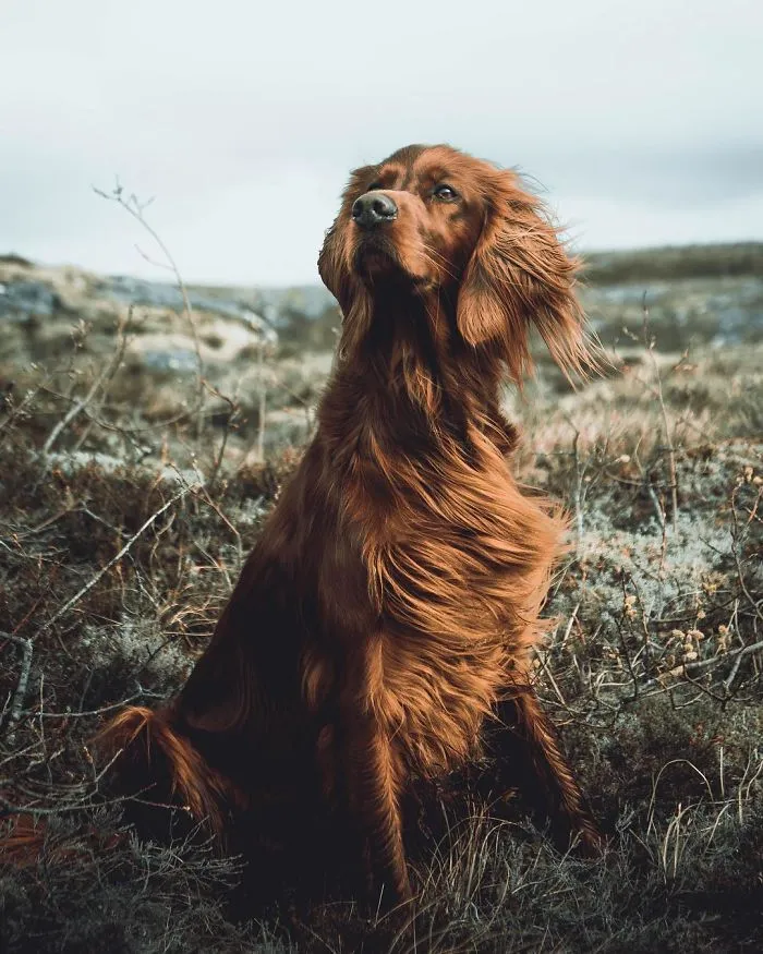 This Human And Dog Love Hiking Together In The Norwegian Wilderness, And Their Pics Are Absolutely Epic