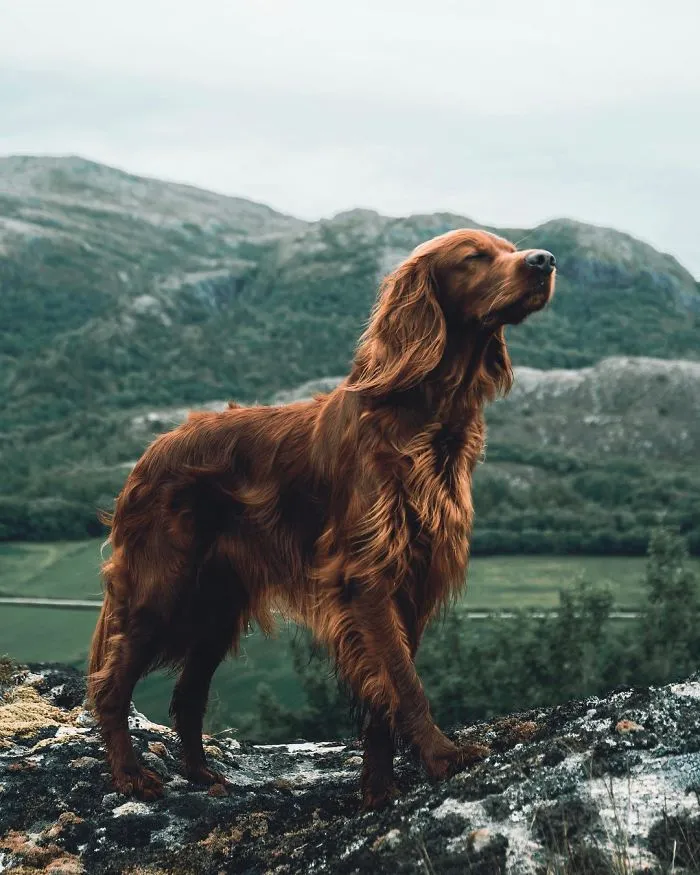 This Human And Dog Love Hiking Together In The Norwegian Wilderness, And Their Pics Are Absolutely Epic