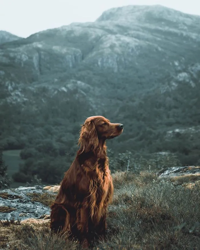 This Human And Dog Love Hiking Together In The Norwegian Wilderness, And Their Pics Are Absolutely Epic