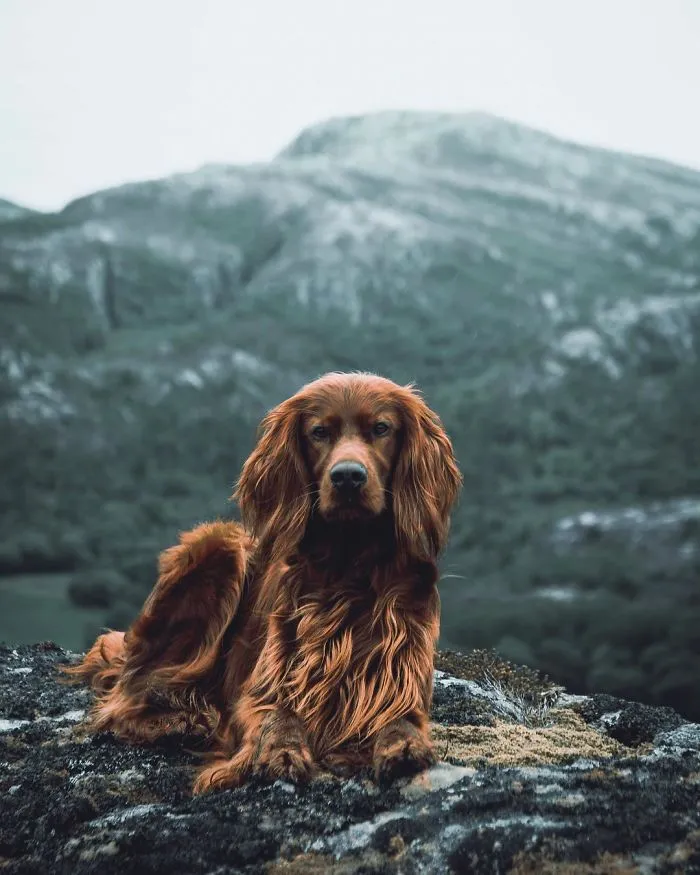 This Human And Dog Love Hiking Together In The Norwegian Wilderness, And Their Pics Are Absolutely Epic