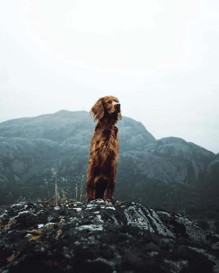 This Human And Dog Love Hiking Together In The Norwegian Wilderness, And Their Pics Are Absolutely Epic