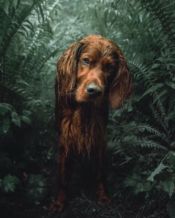 This Human And Dog Love Hiking Together In The Norwegian Wilderness, And Their Pics Are Absolutely Epic