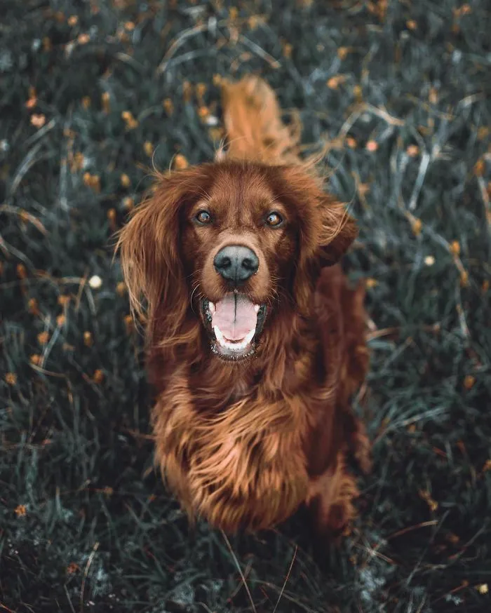 This Human And Dog Love Hiking Together In The Norwegian Wilderness, And Their Pics Are Absolutely Epic