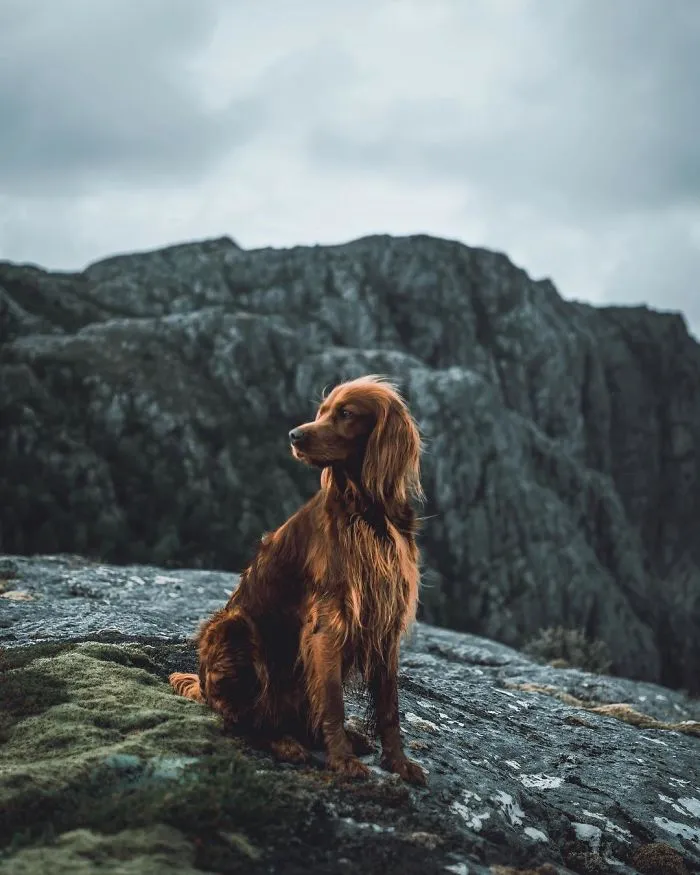 This Human And Dog Love Hiking Together In The Norwegian Wilderness, And Their Pics Are Absolutely Epic
