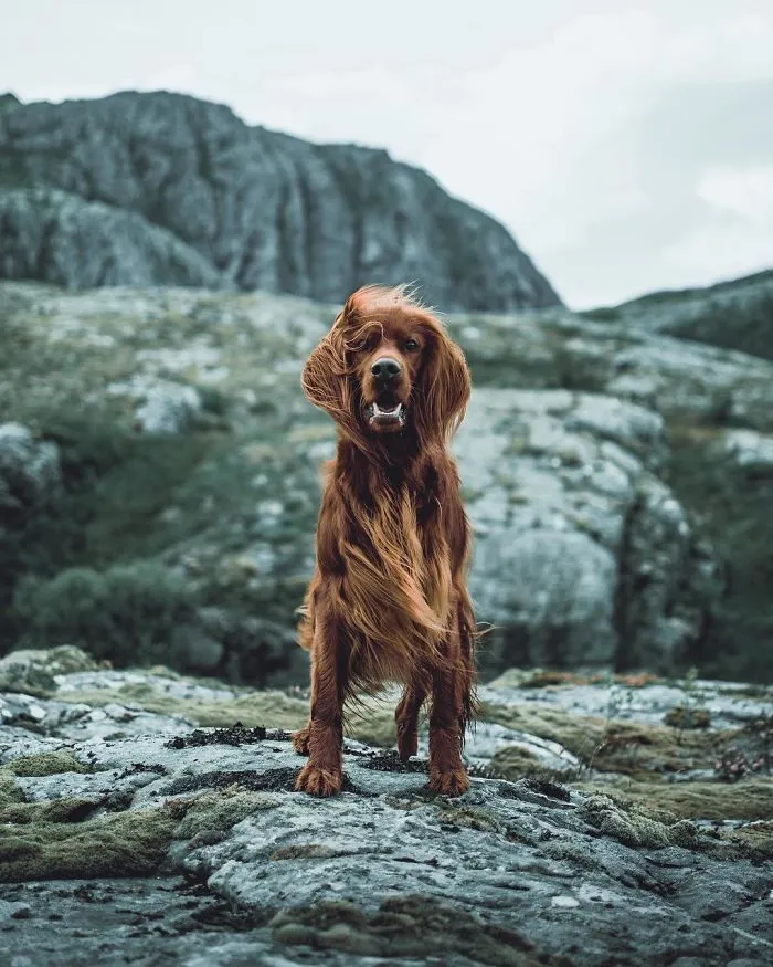 This Human And Dog Love Hiking Together In The Norwegian Wilderness, And Their Pics Are Absolutely Epic