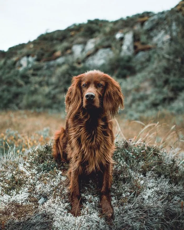 This Human And Dog Love Hiking Together In The Norwegian Wilderness, And Their Pics Are Absolutely Epic
