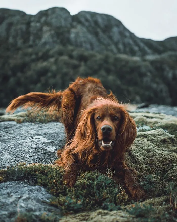 This Human And Dog Love Hiking Together In The Norwegian Wilderness, And Their Pics Are Absolutely Epic