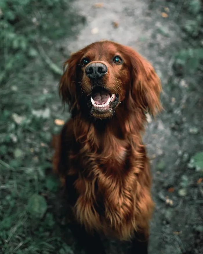 This Human And Dog Love Hiking Together In The Norwegian Wilderness, And Their Pics Are Absolutely Epic