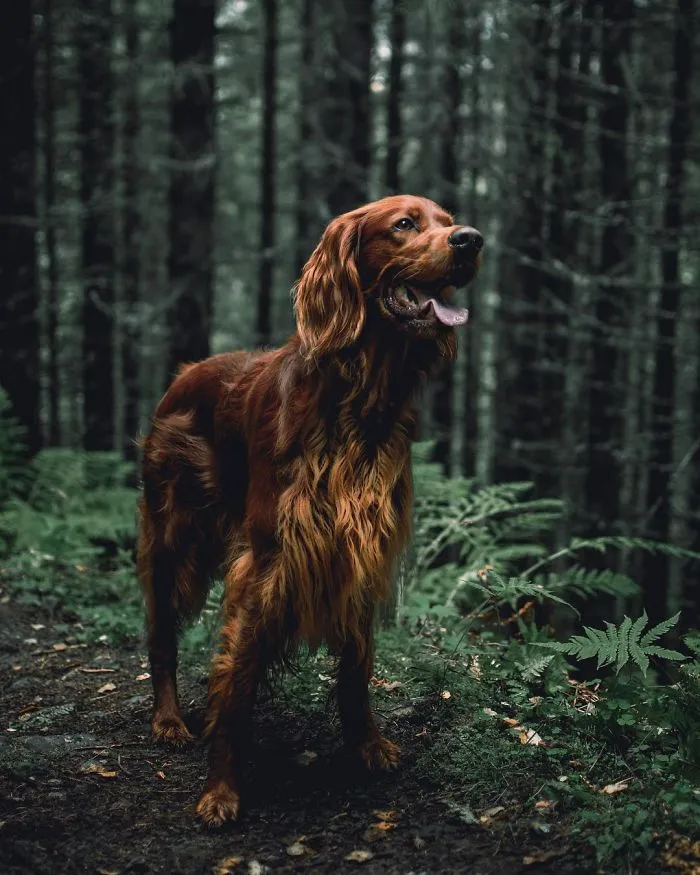 This Human And Dog Love Hiking Together In The Norwegian Wilderness, And Their Pics Are Absolutely Epic