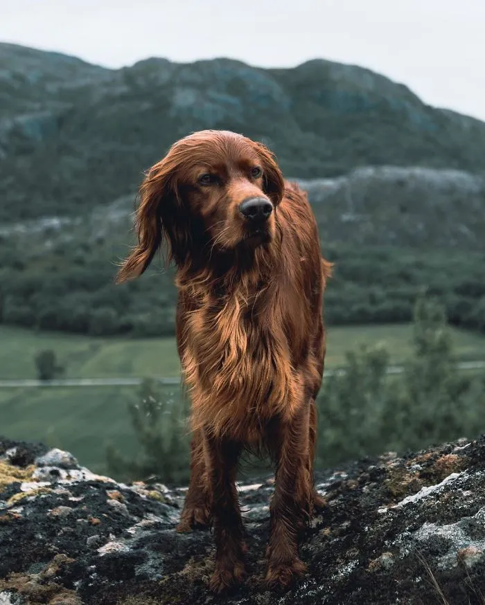 This Human And Dog Love Hiking Together In The Norwegian Wilderness, And Their Pics Are Absolutely Epic