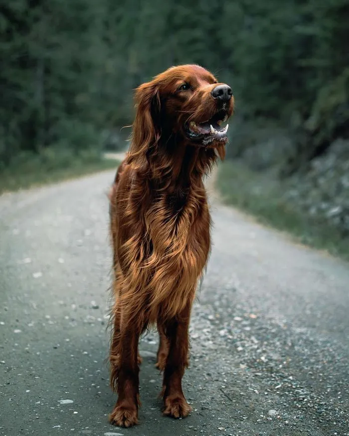 This Human And Dog Love Hiking Together In The Norwegian Wilderness, And Their Pics Are Absolutely Epic