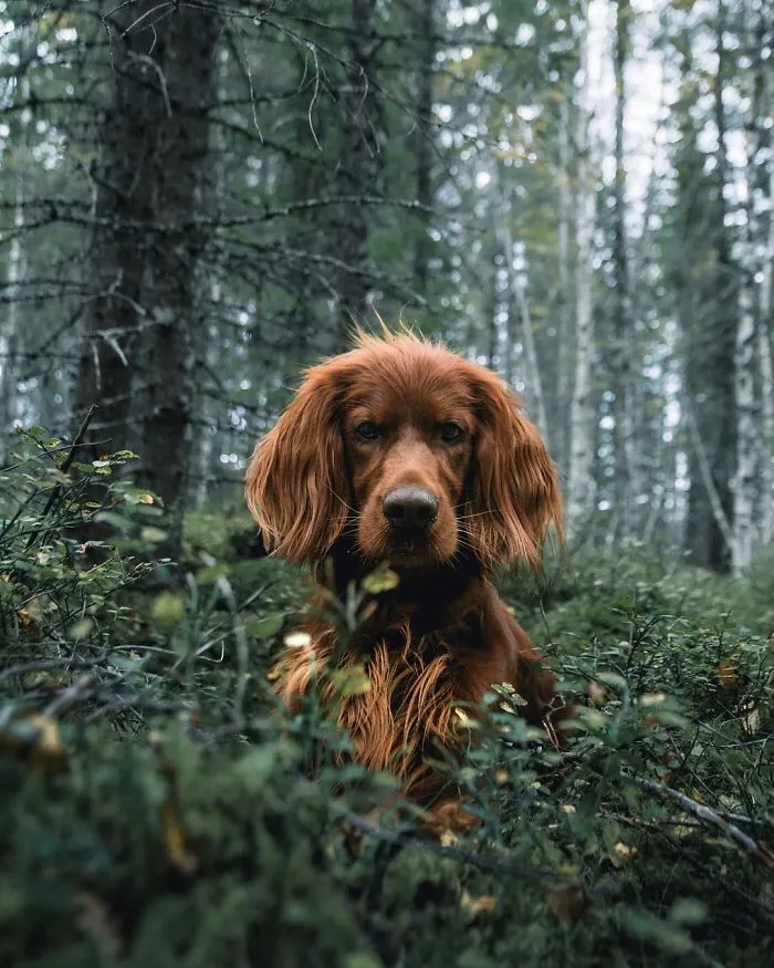 This Human And Dog Love Hiking Together In The Norwegian Wilderness, And Their Pics Are Absolutely Epic