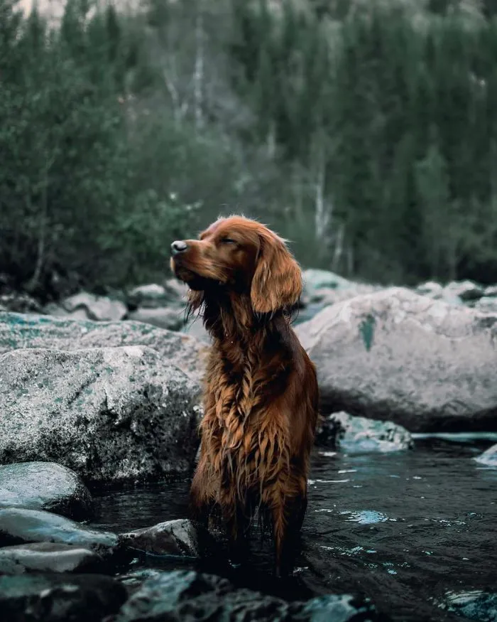 This Human And Dog Love Hiking Together In The Norwegian Wilderness, And Their Pics Are Absolutely Epic