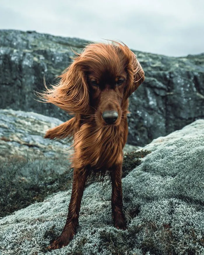 This Human And Dog Love Hiking Together In The Norwegian Wilderness, And Their Pics Are Absolutely Epic