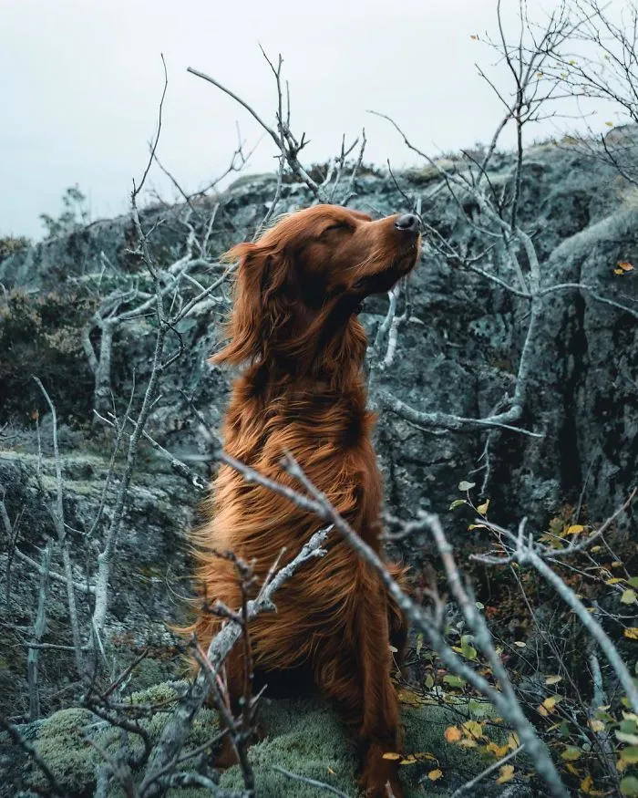 This Human And Dog Love Hiking Together In The Norwegian Wilderness, And Their Pics Are Absolutely Epic