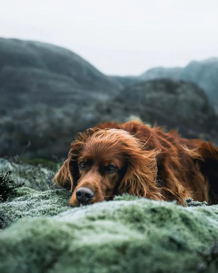 This Human And Dog Love Hiking Together In The Norwegian Wilderness, And Their Pics Are Absolutely Epic