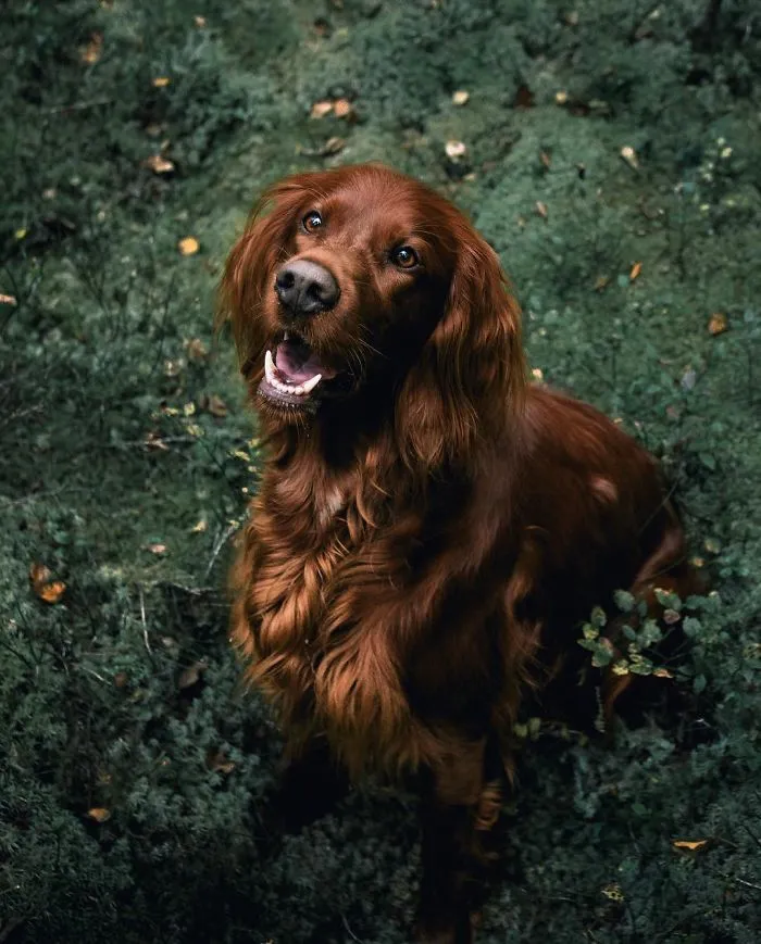 This Human And Dog Love Hiking Together In The Norwegian Wilderness, And Their Pics Are Absolutely Epic