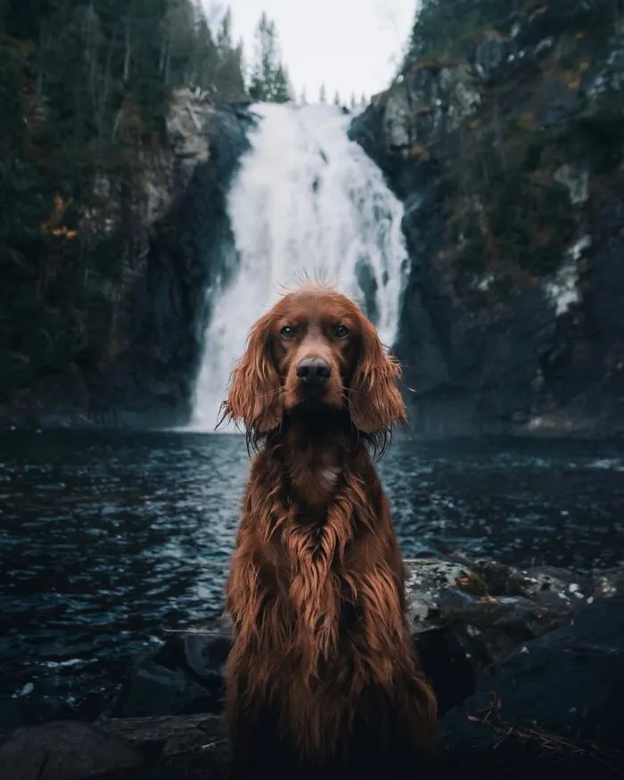 This Human And Dog Love Hiking Together In The Norwegian Wilderness, And Their Pics Are Absolutely Epic