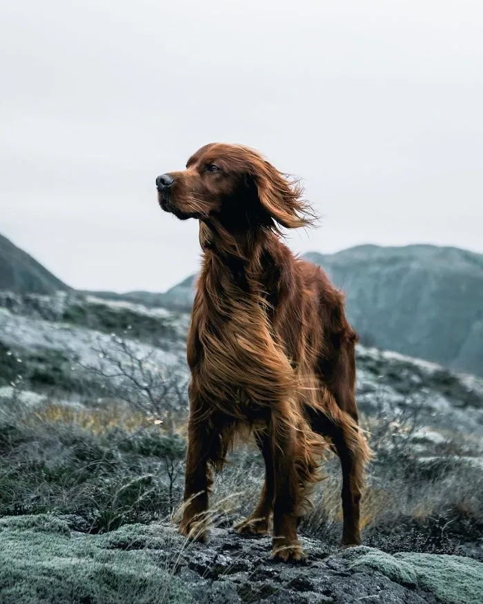 This Human And Dog Love Hiking Together In The Norwegian Wilderness, And Their Pics Are Absolutely Epic