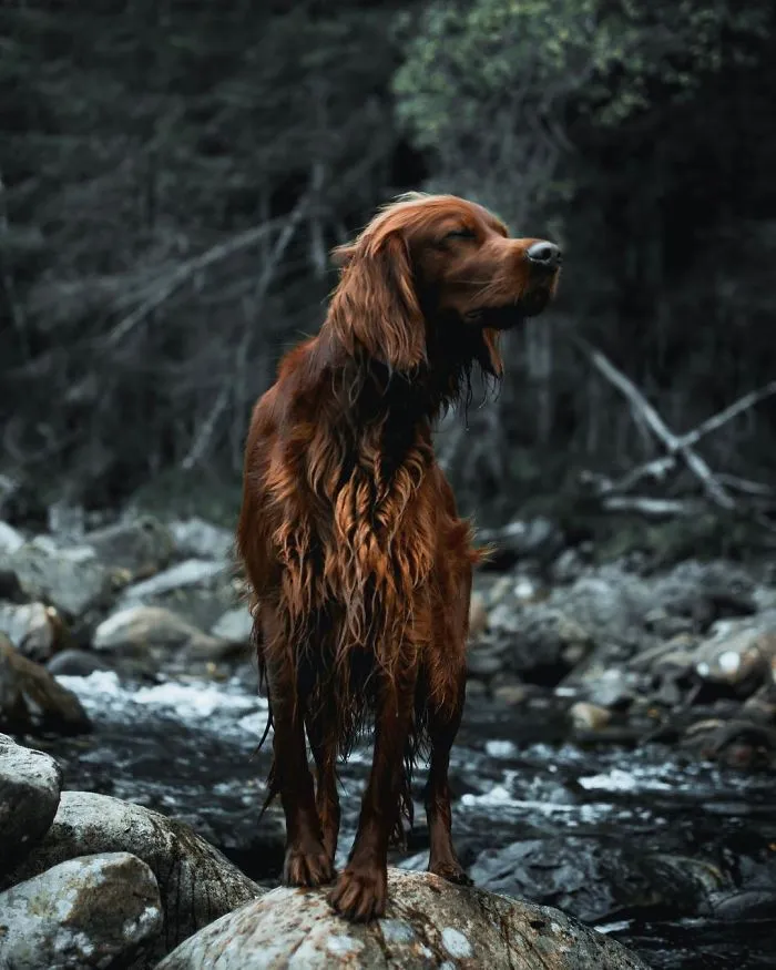 This Human And Dog Love Hiking Together In The Norwegian Wilderness, And Their Pics Are Absolutely Epic