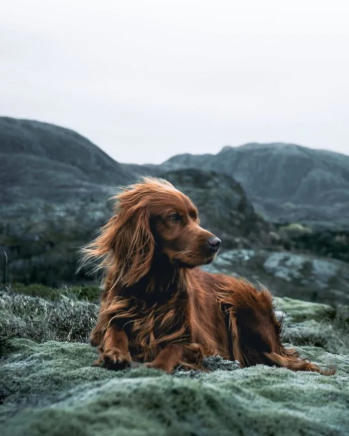 This Human And Dog Love Hiking Together In The Norwegian Wilderness, And Their Pics Are Absolutely Epic