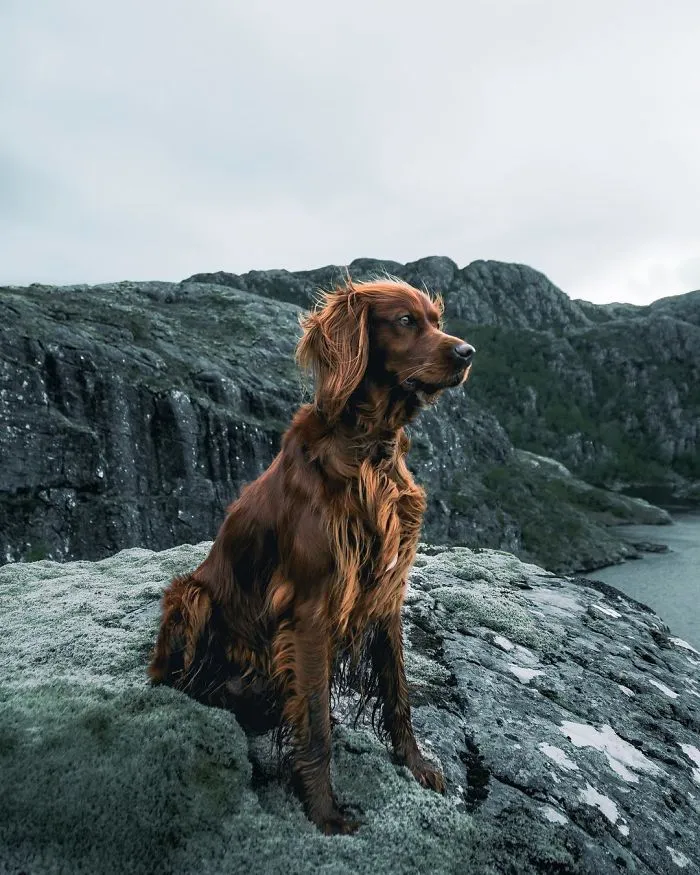 This Human And Dog Love Hiking Together In The Norwegian Wilderness, And Their Pics Are Absolutely Epic