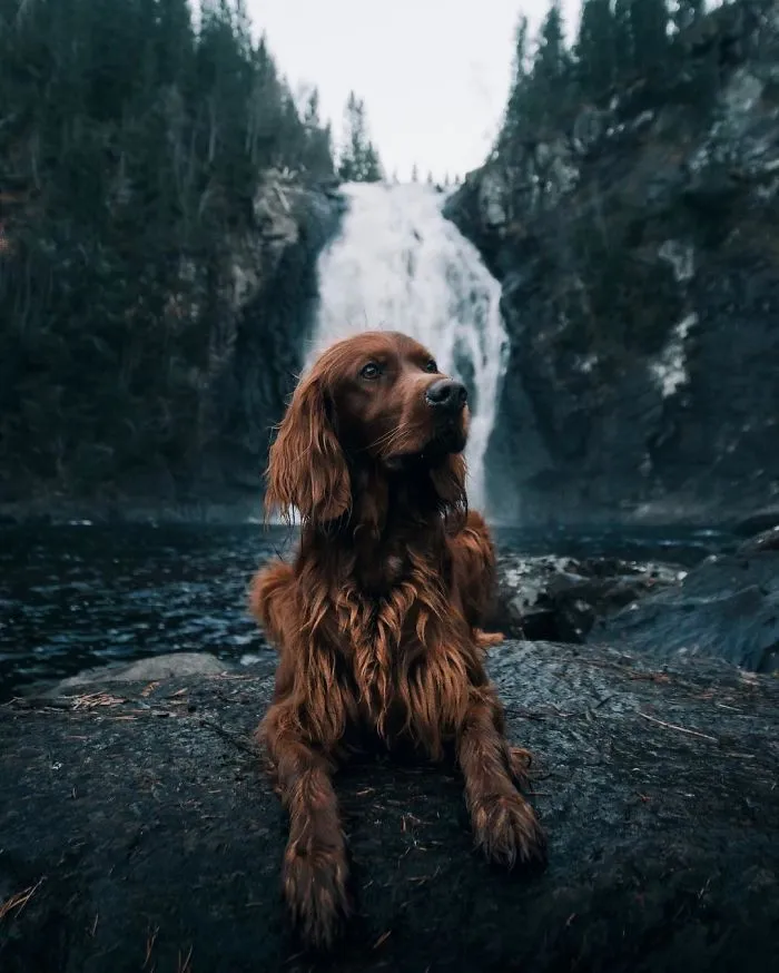 This Human And Dog Love Hiking Together In The Norwegian Wilderness, And Their Pics Are Absolutely Epic
