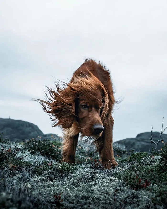 This Human And Dog Love Hiking Together In The Norwegian Wilderness, And Their Pics Are Absolutely Epic