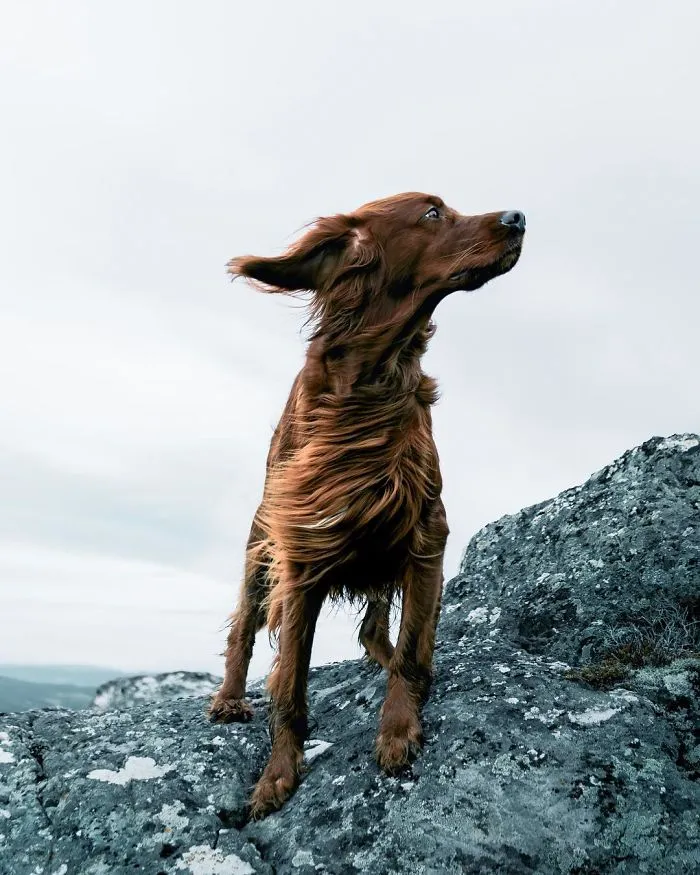 This Human And Dog Love Hiking Together In The Norwegian Wilderness, And Their Pics Are Absolutely Epic