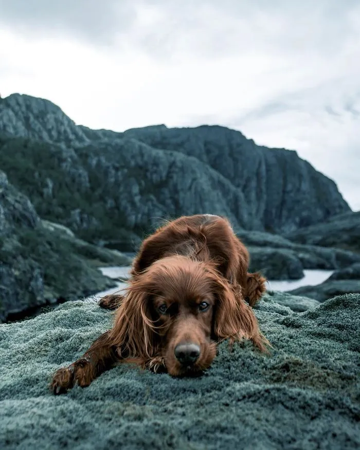 This Human And Dog Love Hiking Together In The Norwegian Wilderness, And Their Pics Are Absolutely Epic
