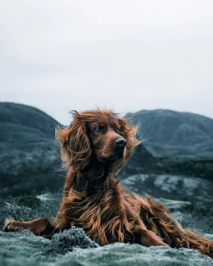 This Human And Dog Love Hiking Together In The Norwegian Wilderness, And Their Pics Are Absolutely Epic