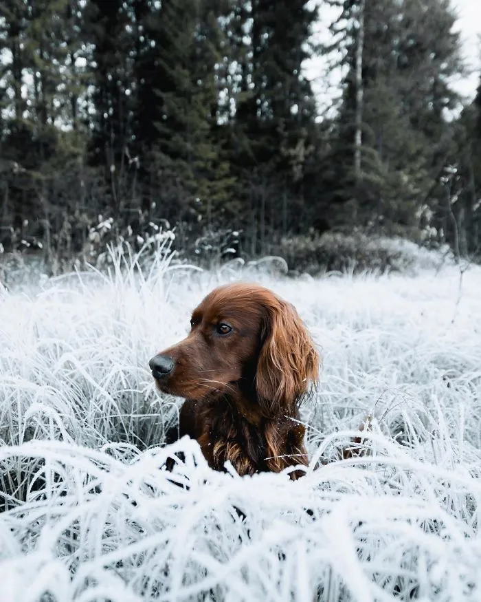 This Human And Dog Love Hiking Together In The Norwegian Wilderness, And Their Pics Are Absolutely Epic