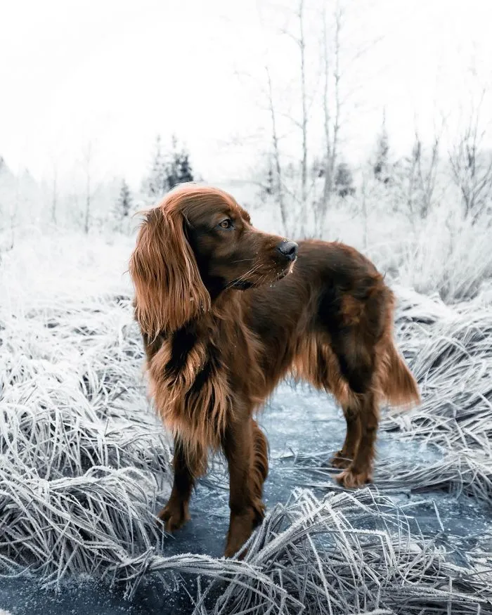 This Human And Dog Love Hiking Together In The Norwegian Wilderness, And Their Pics Are Absolutely Epic