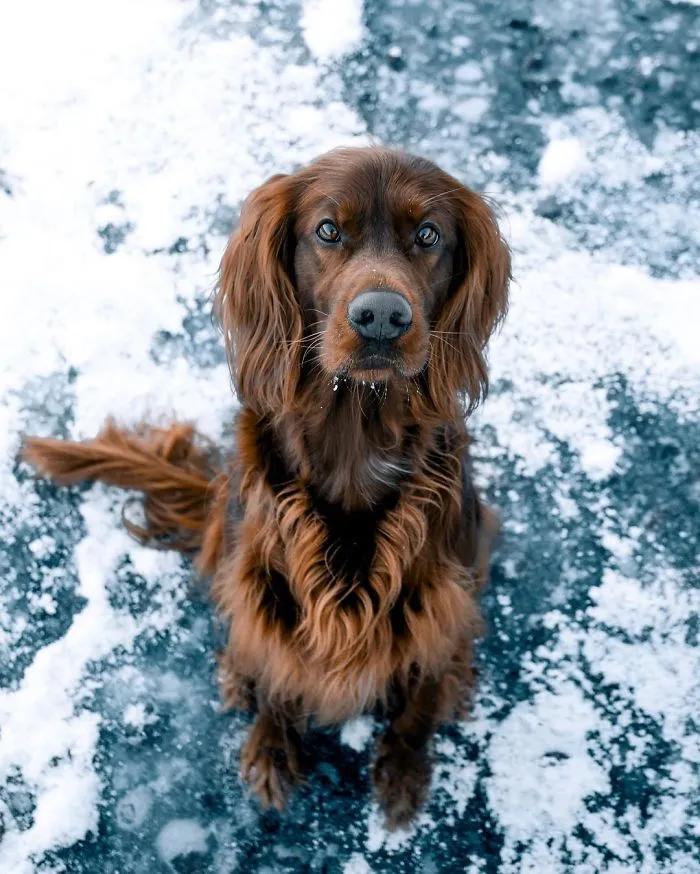 This Human And Dog Love Hiking Together In The Norwegian Wilderness, And Their Pics Are Absolutely Epic
