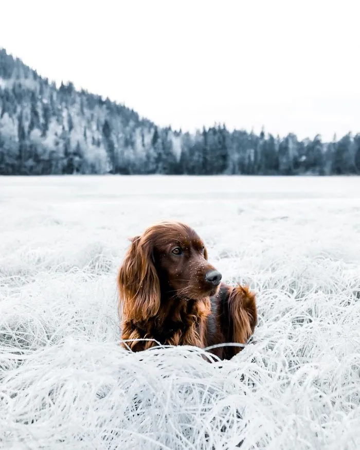 This Human And Dog Love Hiking Together In The Norwegian Wilderness, And Their Pics Are Absolutely Epic